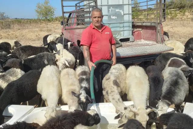 Pietro Ruggeri disseta il suo gregge con l'acqua di casa (foto Serreli)