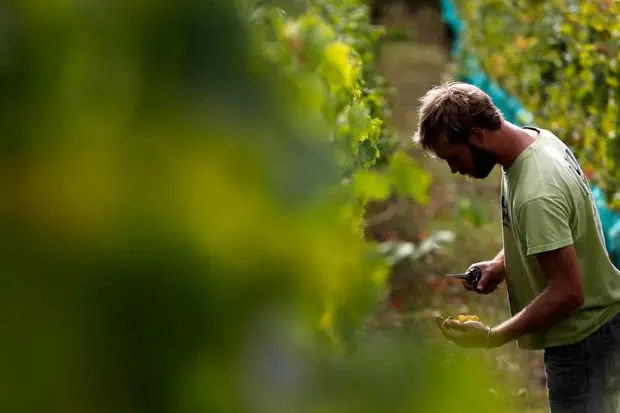 Una produzione vitivinicola in biologico