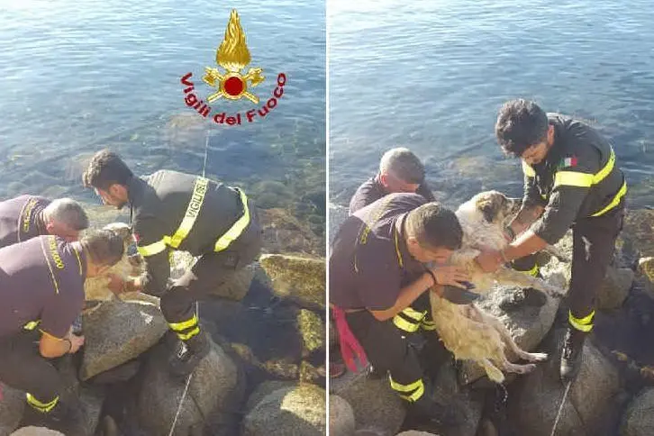 I soccorsi al cane (foto Vigili del fuoco)