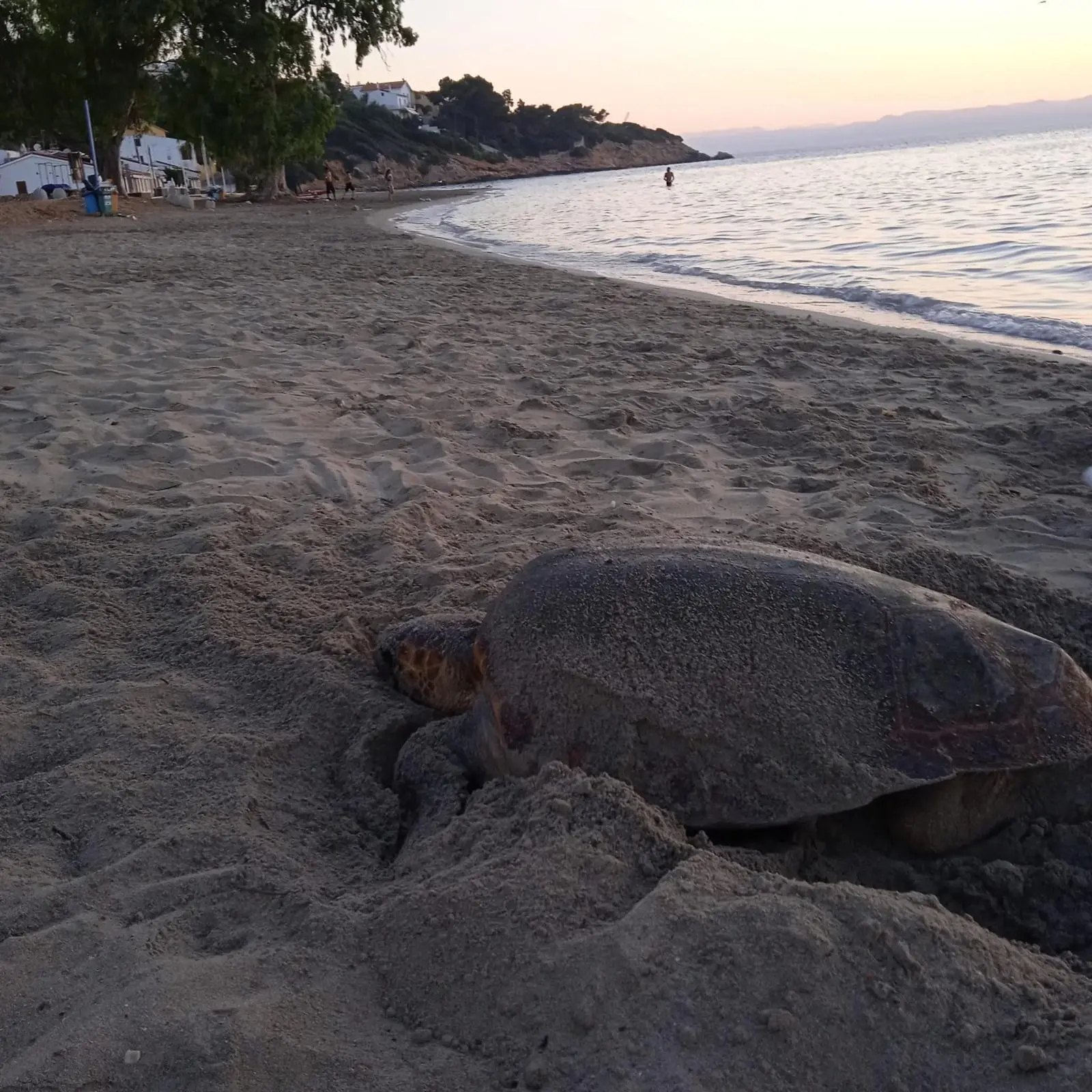 La tartaruga depone le uova in spiaggia a Sant'Antioco
