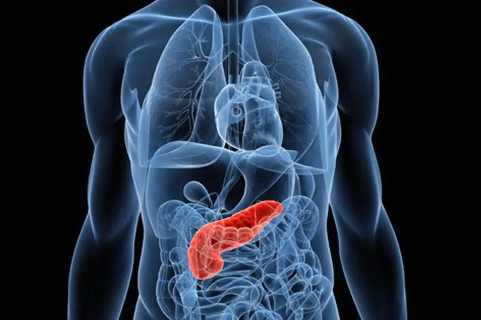 malattie del pancreas (foto simbolo archivio u.s.)