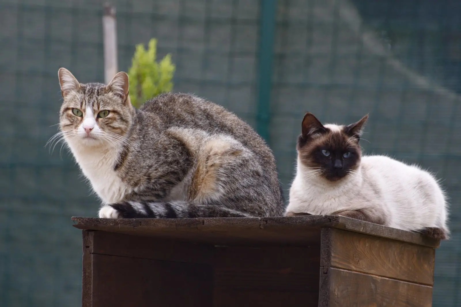 Due gatti ospiti dell'oasi Amicifelici di Tortolì (foto concessa)