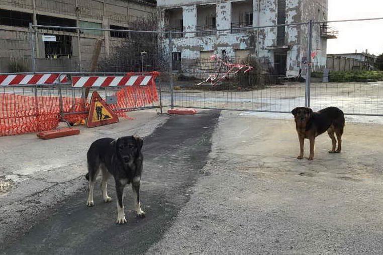 Cani randagi nell'area industriale (foto Mariangela Pala)
