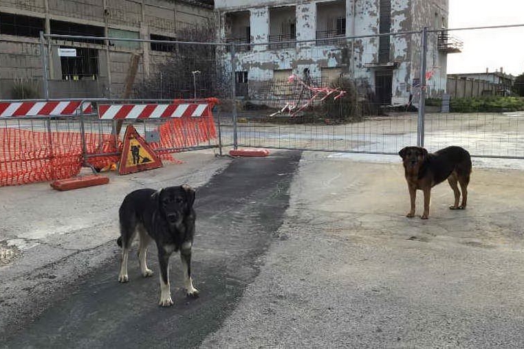 Porto Torres, zona industriale: ritorna l'incubo dei cani randagi