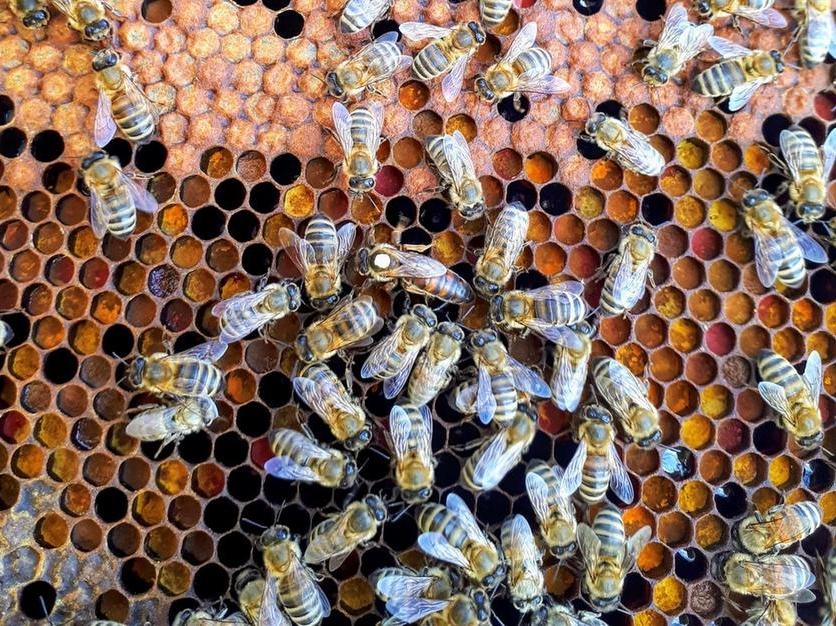 Vino, api e grano: nuove risorse dalla Regione Sardegna