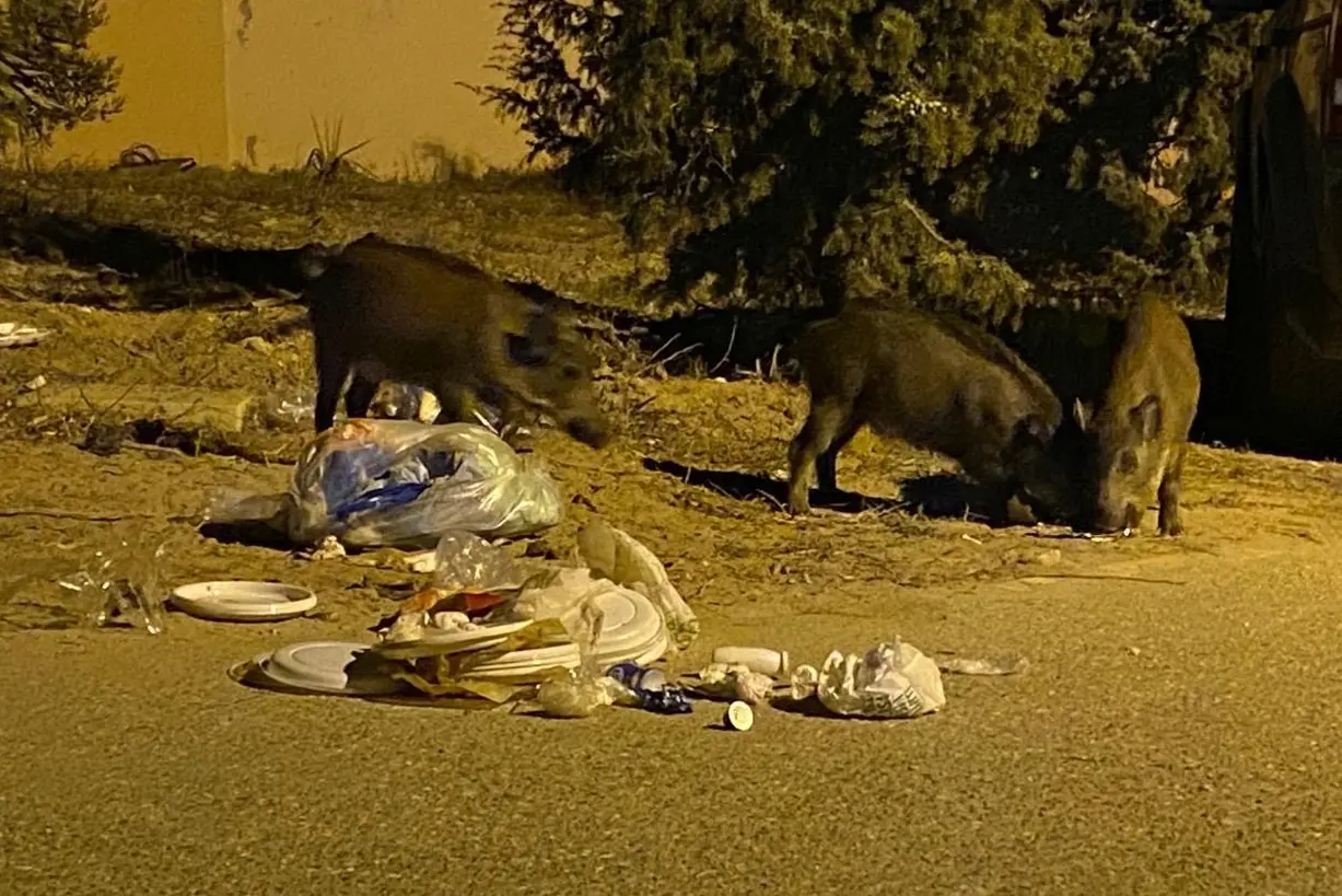 Cinghiali tra le case (Archivio)