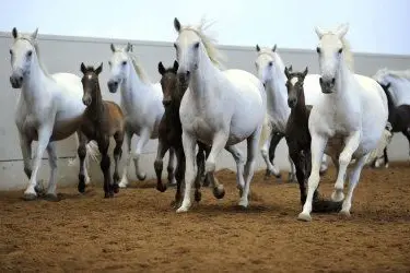 Quattro i cavalli morti nell'Oristanese per la Febbre del Nilo