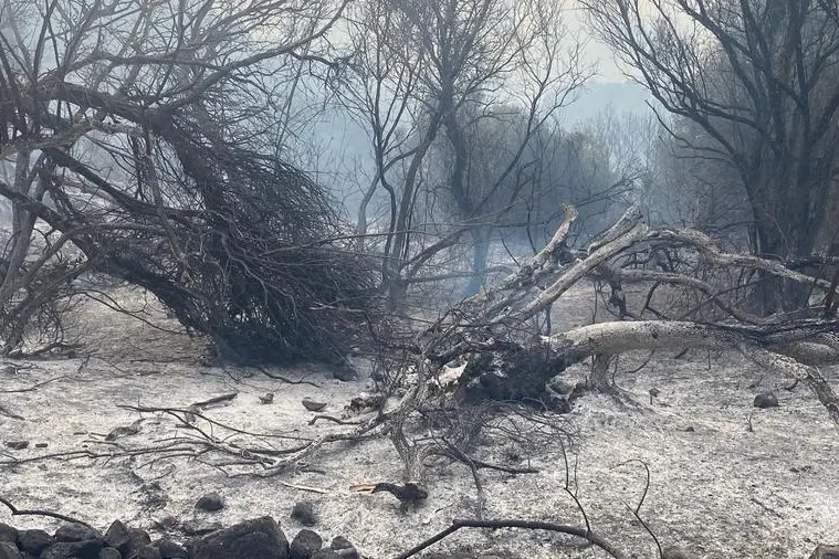I danni di un incendio nel Montiferru (Archivio L'Unione Sarda)