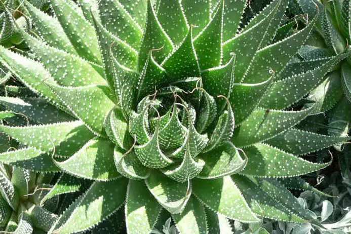 Aloe (foto Wikipedia)