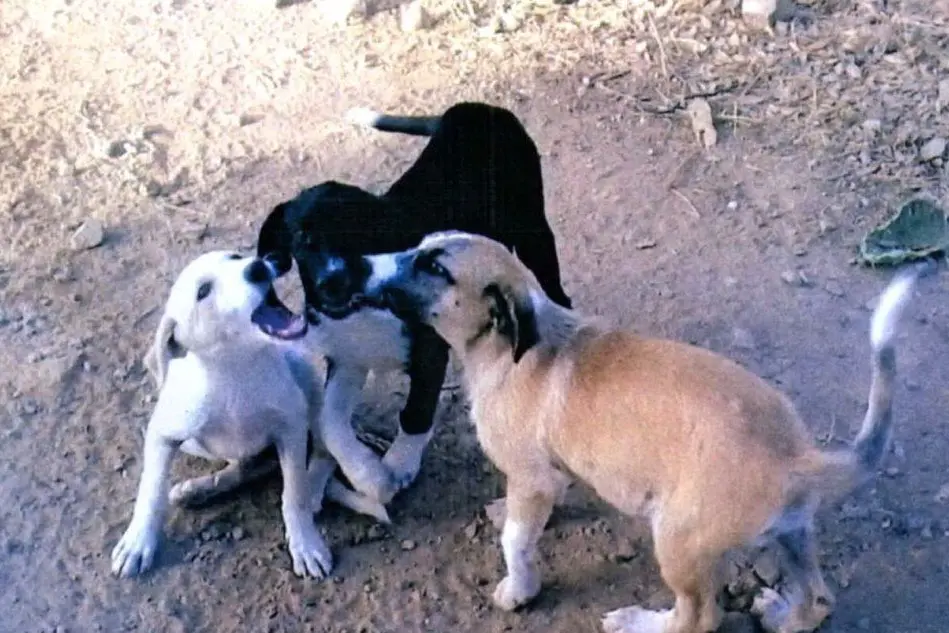 Cuccioli di cane (Foto di repertorio)