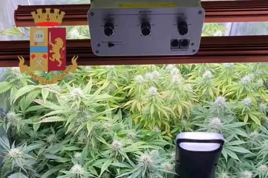 Il box con le piante di marijuana (foto Polizia)