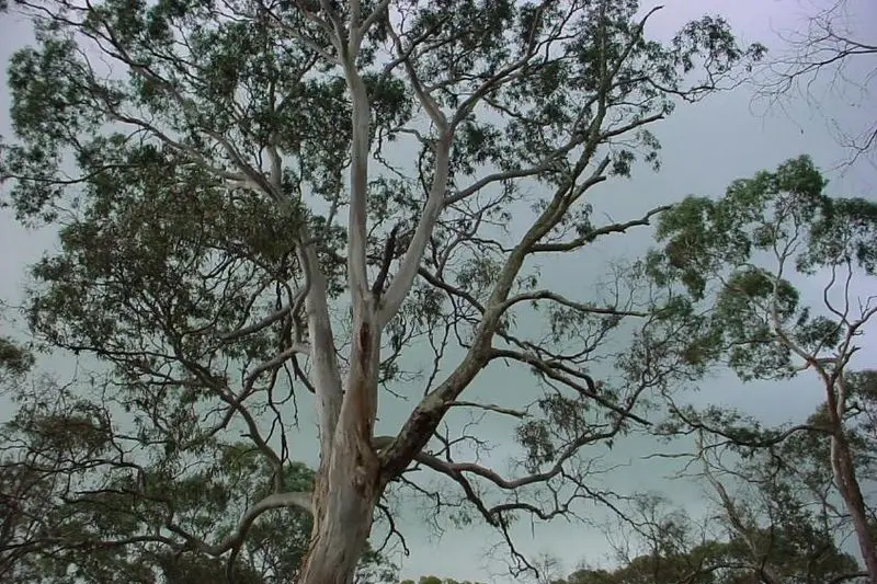 Un Eucaliptus (Wikipedia)
