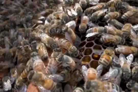 Giornata delle api, Greenpeace: insetti impollinatori stanno sparendo