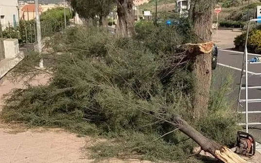 Un albero sradicato nella frazione di Lu Bagnu (foto Tellini)