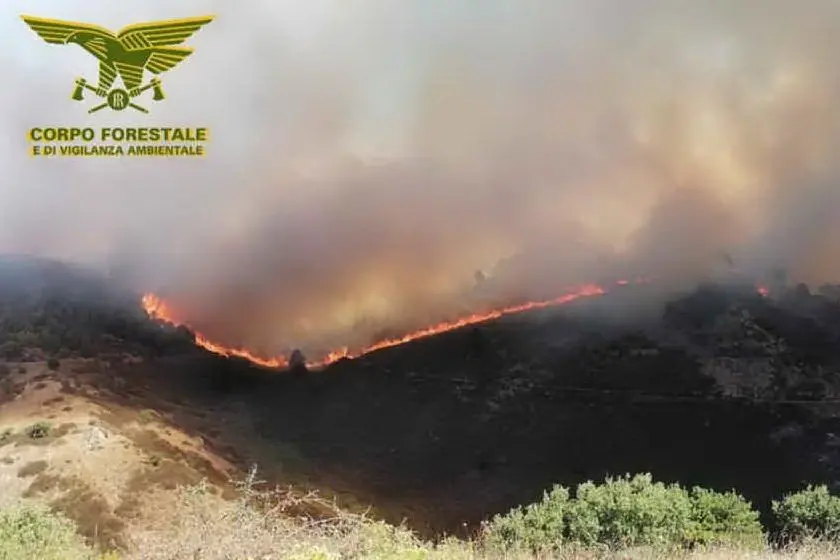 L'incendio a Mandas (foto Corpo forestale)