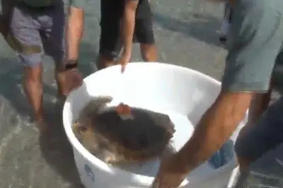 La liberazione della Caretta caretta