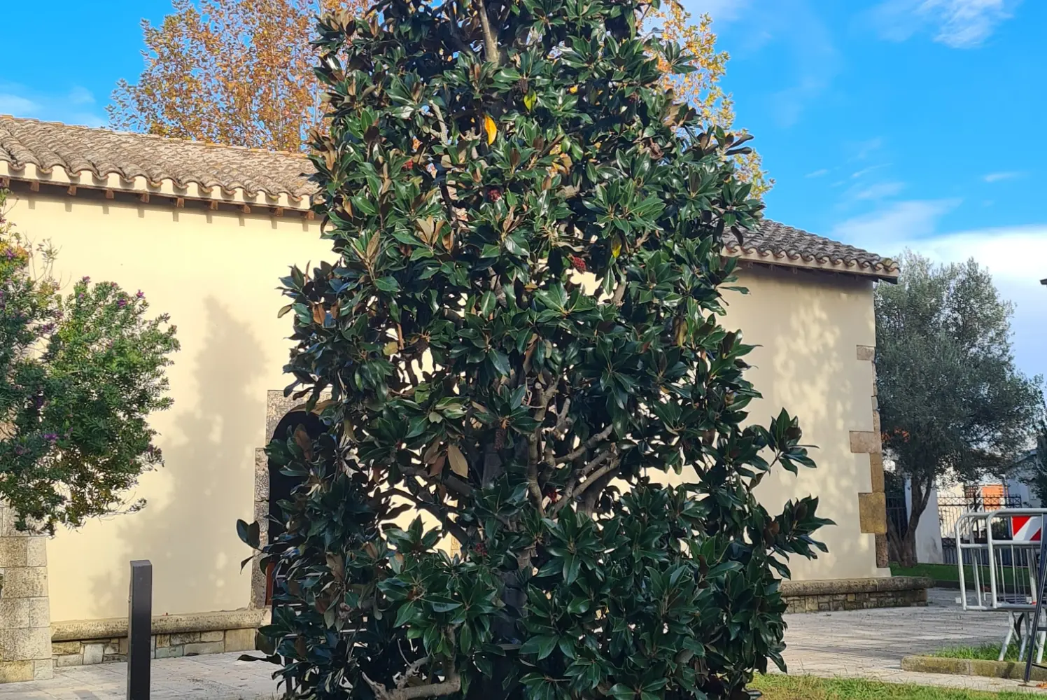 La magnolia di 8 metri (foto Scanu)