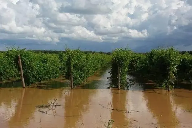 Danni da maltempo (foto Zizi)