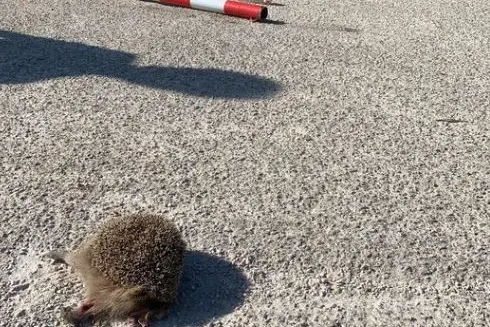 L'animale ucciso e, in alto, la spranga utilizzata come arma (foto Pala)
