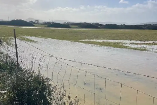 Campi sotto l'acqua a Stintino (foto concessa)