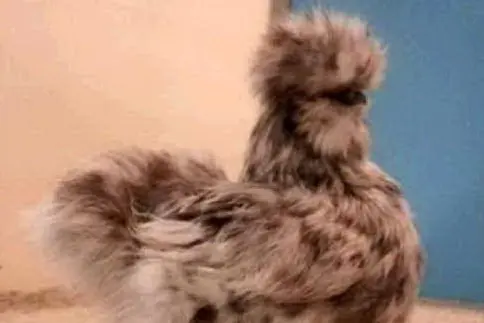 La gallina vincitrice del concorso