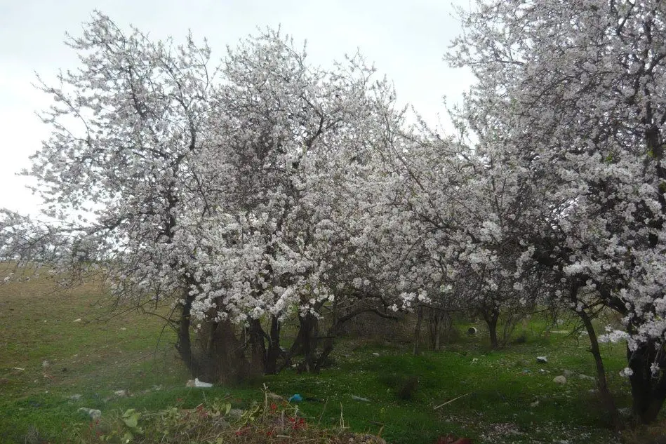 Mandorli in fiore