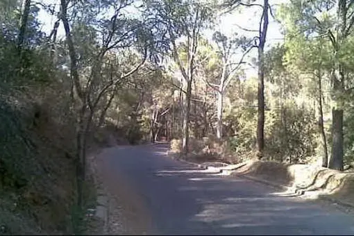 La pineta