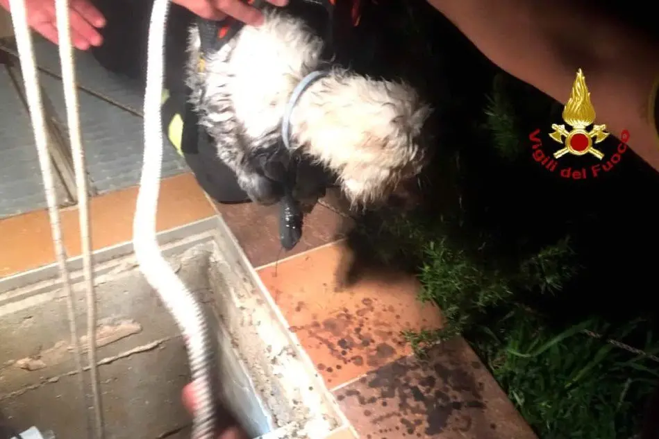 Il cane salvato (foto Vigili del fuoco)