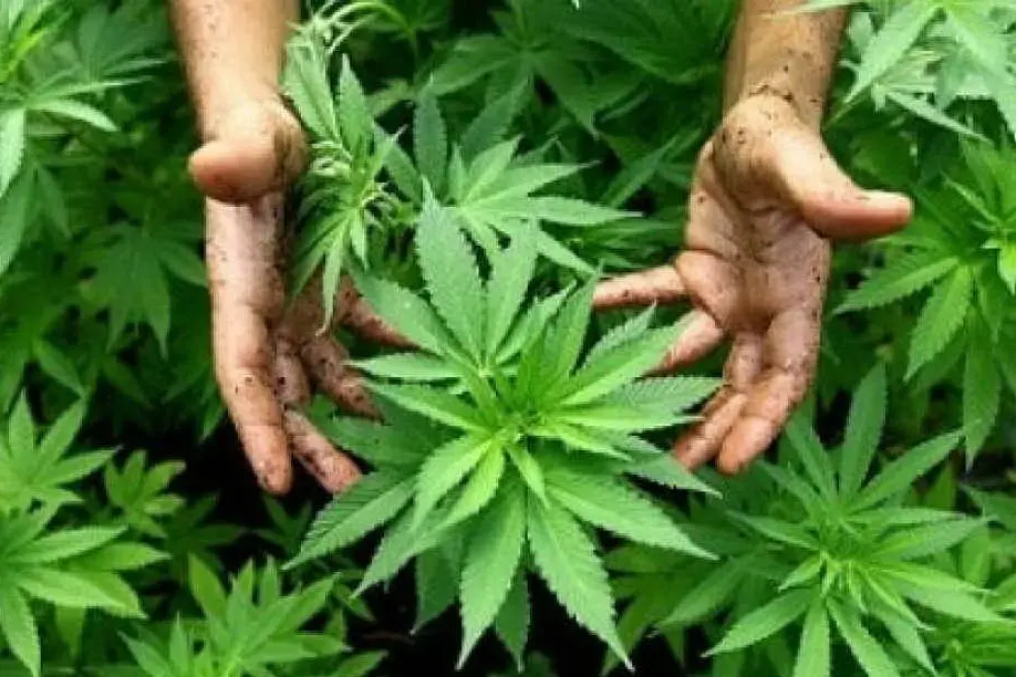 Una pianta di cannabis