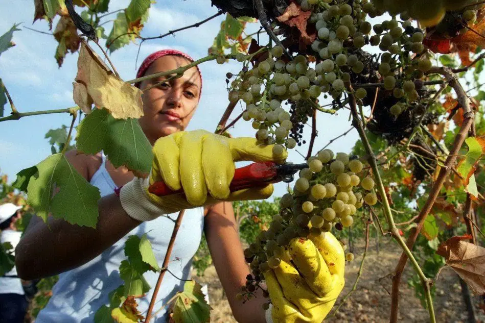 Lavori in un vigneto