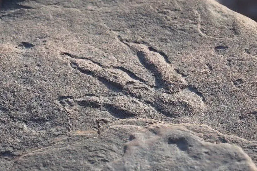 L'impronta trovata dalla bimba (foto Museo nazionale del Galles)