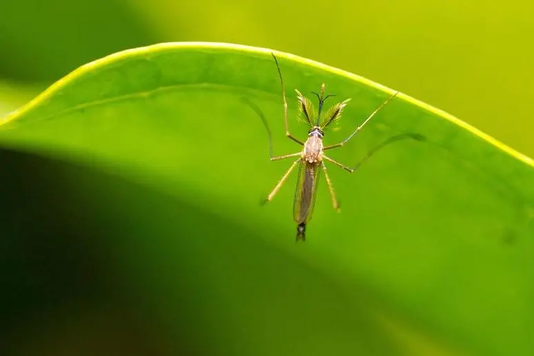 Zanzara della Dengue (foto Nazioni Unite)