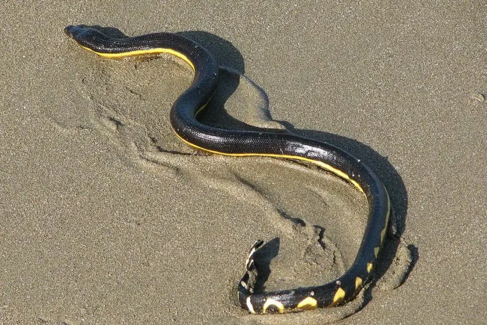 Un serpente di mare (foto Wikipedia)