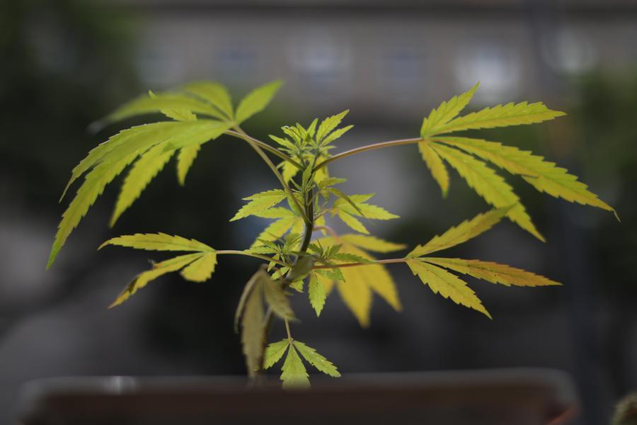 Marijuana “vera” nascosta tra la cannabis light: nei guai due allevatori di Burgos