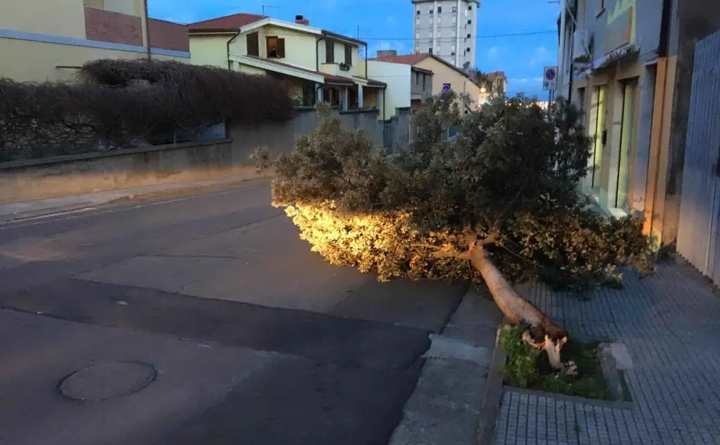 L'albero caduto in via Repubblica