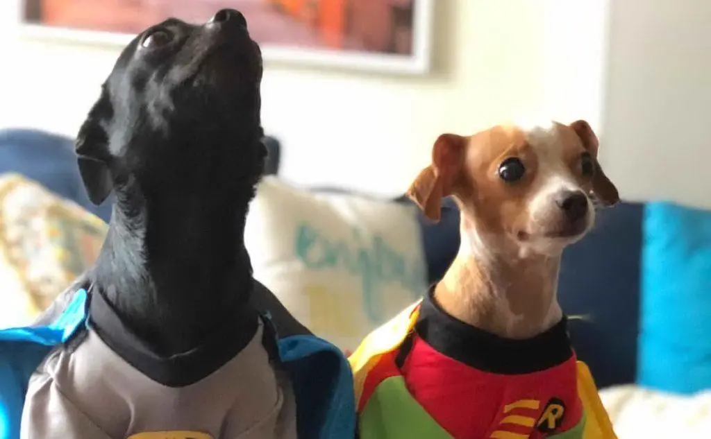 &quot;Vivo a San Diego - scrive Alessandro Mereu - Sono i giorni del Comic-con, la più grande convention sui fumetti e arte degli Usa. I miei cani Gorda, a sinistra, e Cipolla si sono trasformati in super-eroi&quot;