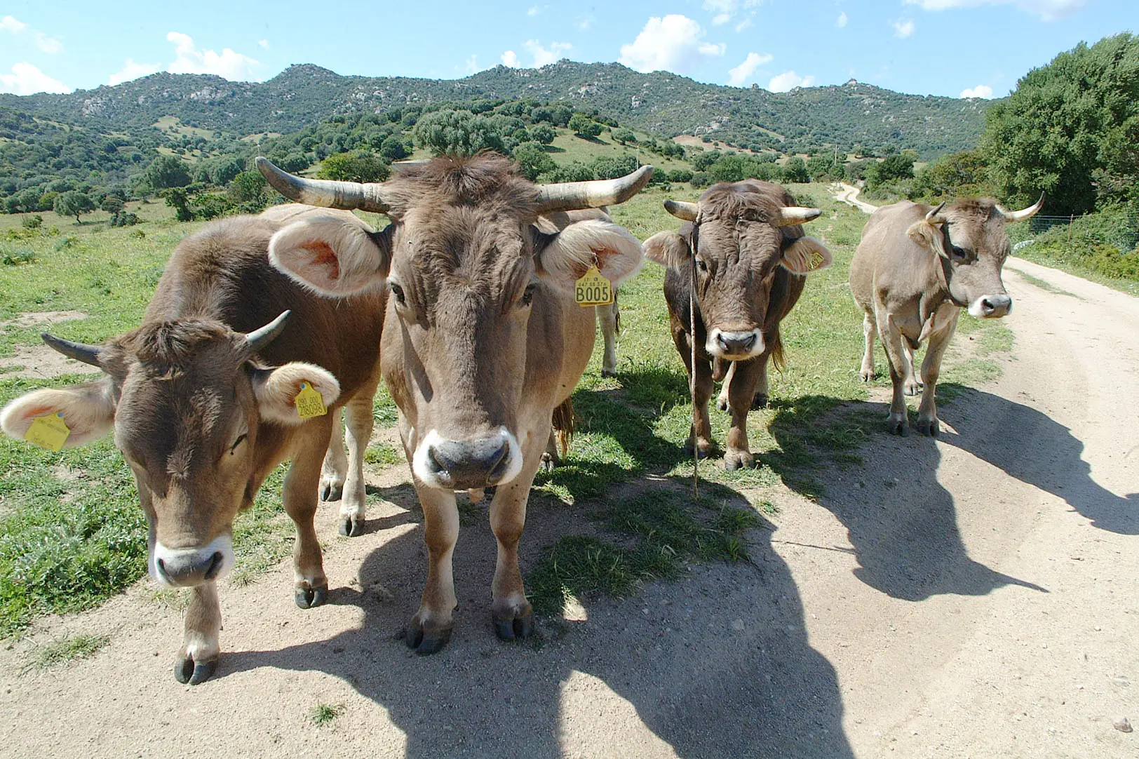 Mucche in un'azienda agricola