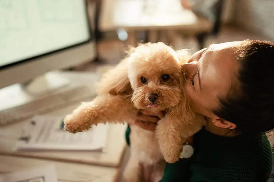 Un cane con la sua padrona, immagine simbolo (Ansa)