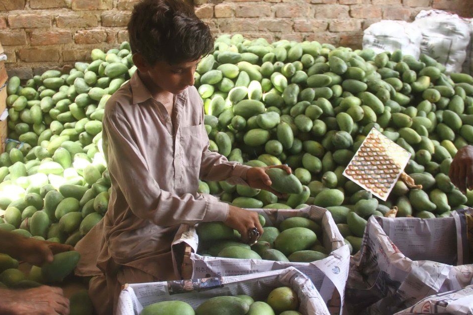 Bimbo al lavoro in Pakistan (foto Ansa/Epa)