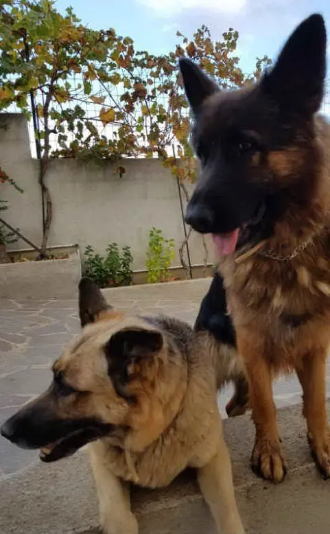 Laika e Kira, da Tonino Leone di Nuoro