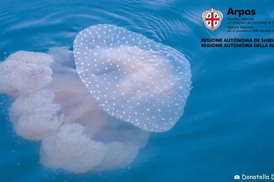 La medusa (foto Arpa Sardegna)