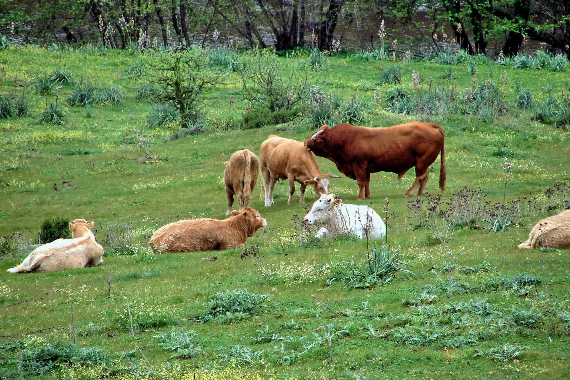 Bovini al pascolo (L'Unione Sarda)