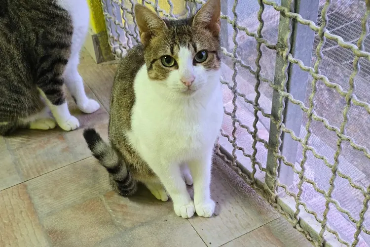 I gatti della struttura Andriolu a Porto Torres (foto concessa)