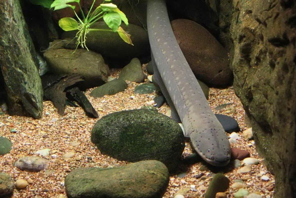 Furto di anguille a Muravera: ecco come hanno agito i ladri