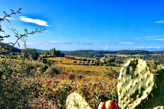 Bando Pnrr per il paesaggio rurale della Sardegna (foto simbolo Ansa)