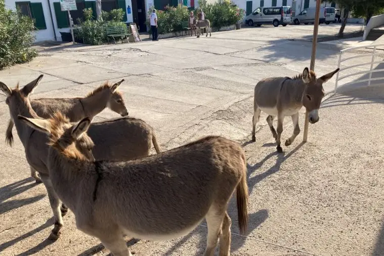 Asini grigi sull'isola dell'Asinara (foto L'Unione Sarda - Pala)