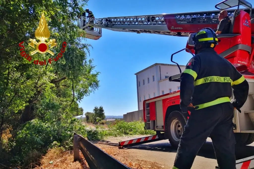 L'albero caduto (foto Vigili del fuoco)