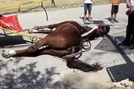 Cavallo stramazza a terra a muore, gli animalisti: &quot;Stop alle botticelle&quot;