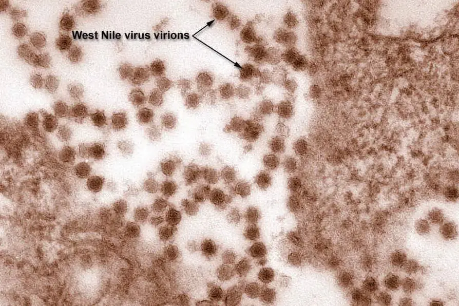 Il virus West Nile (foto Ansa)