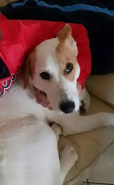 Duffy, foto inviata da Katiuscia Virdis, Terralba